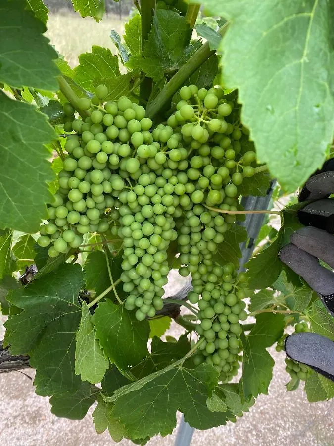 Big Fella Wines & Farmstay Stanthorpe